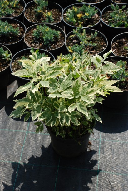 Снить звичайна Варієгата - 3л/вис.20-30см/Ø20-30см